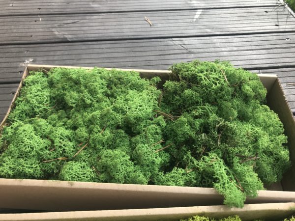 Reindeer Moss, Elevated Wholesale Decor