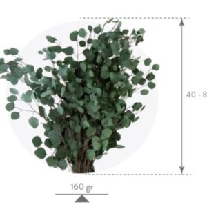 Eukalüpt Populus punane säilitatud oksad Forgreenerlife.com