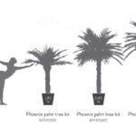 KPH0300-4-palmera-phoenix