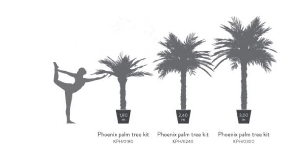 KPH0300-4-palmera-phoenix