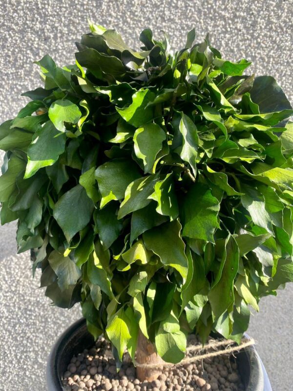 Hedera Topiary