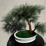 Bonsai mänd