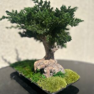 Bonsai puu