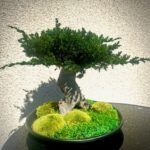 Bonsai ümmargusel alusel