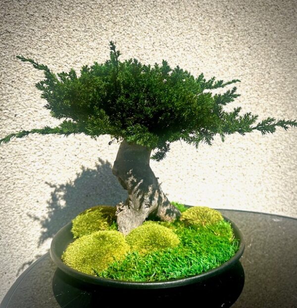 Bonsai ümmargusel alusel