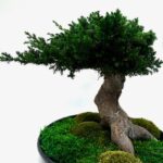 Bonsai ümmargusel alusel