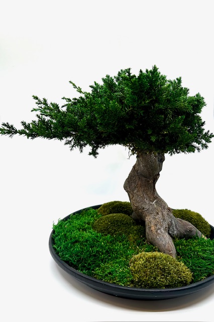 Bonsai ümmargusel alusel