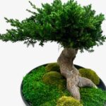 Bonsai ümmargusel alusel