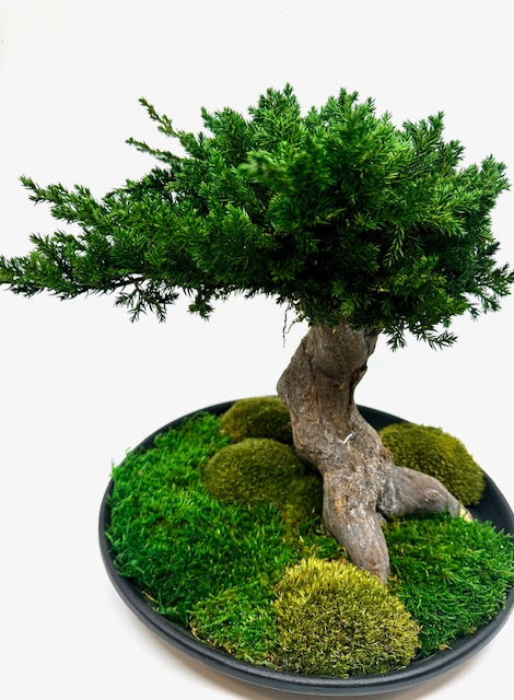 Bonsai ümmargusel alusel