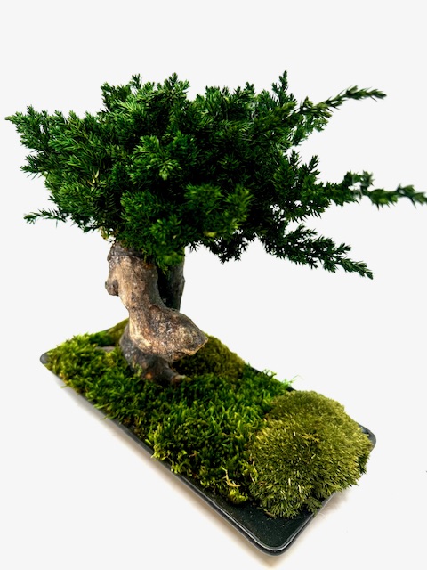 Bonsai