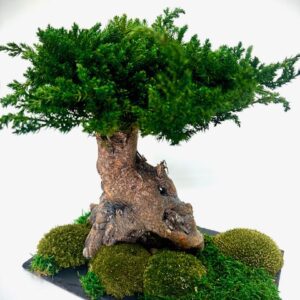 Bonsai