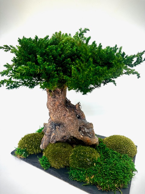 Bonsai