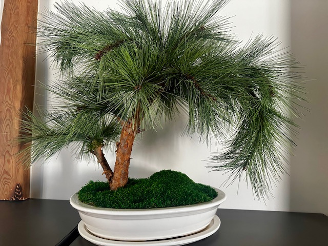 bonsai mänd